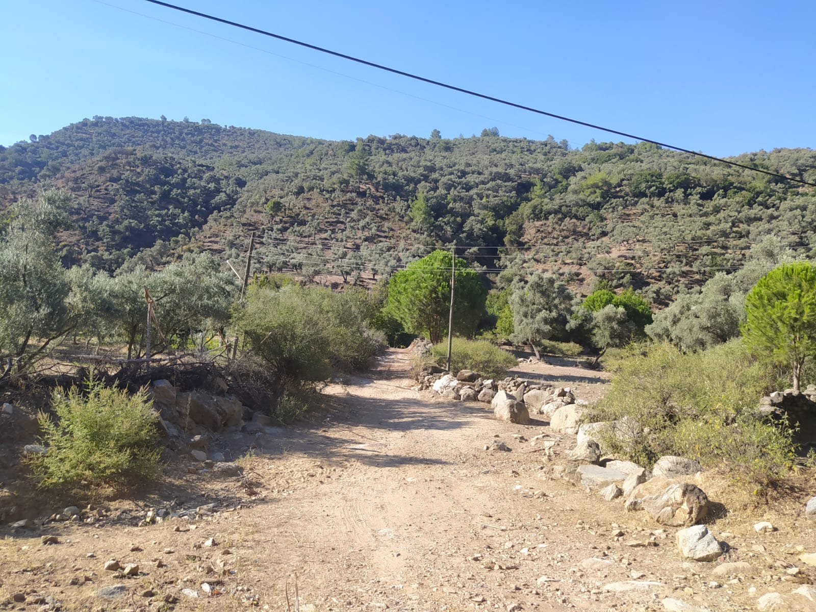 GÜZELTEPE KÖYÜ SÖKE DE SATILIK ZEYTİNLİK